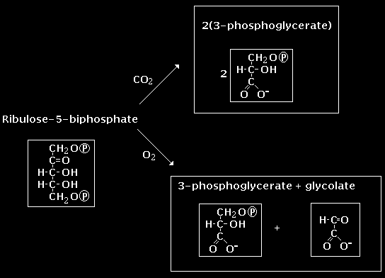 Calvinův cyklus syntéza sacharidů enzym RUBISCO = ribulosa-1,5-bisfosfát karboxylasa-oxygenasa katalyzuje karboxylaci ribulosa-1,5-bisfosfátu v temné fázi, vznikají dvě molekuly 3-fosfoglycerátu, v