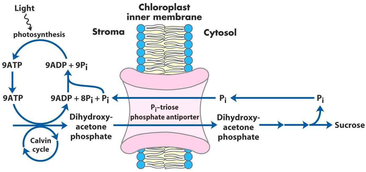 Systém pro transport prekursorů biosynthesy cukrů do cytosolu a současně transport fosfátu nutného pro fotofosforylaci do stromatu Obsahuje specifický antiporter pro výměnný transport jednoho P i