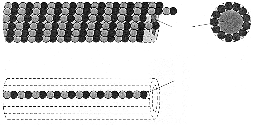 Obr. 9-5. Mikrotubulus.