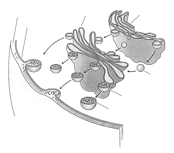 Obr. 9-11. Schéma transportu proteinů, hemicelulóz a pektinů z diktyozomu do plazmatické membrány a buněčné stěny. (Podle Taiz L., Zieger E.: Plant Physiology. Sinauer Associates, Inc.