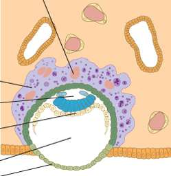 Časná embryogeneza Druhý týden Ukončení implantace + Další embryonální vývoj Cytotrofoblast Trofoblast Pokračující invaze do endometria Destrukce kapilár a žlázek Pohlcování apoptotických buněk