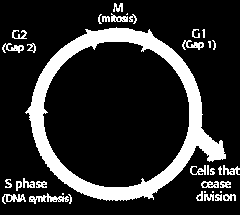 meiotického dělení Znovuzahájení meiózy mitotické