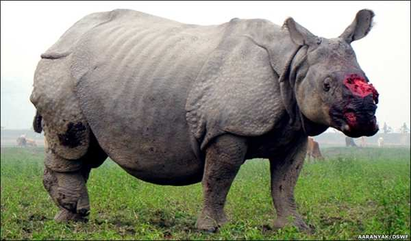Přežívají jen na malých chráněných územích. Nosorožci se v přírodě dle druhů objevují v Africe, v Asii. I přes to, že jsou chránění jich v přírodě ubývá.