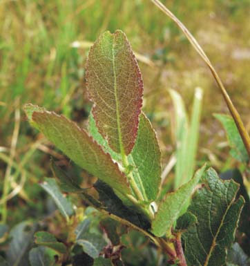 kříženec Salix