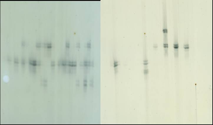 33 Pro mikrosatelit MS-SX 11 bylo na základě polyakrylamidového gelu vizualizovaného stříbrem zjištěno 7 různých alel (A, B, C, D, E, F, G). Z 48 rostlin byly alely skórovatelné u 30 vzorků.