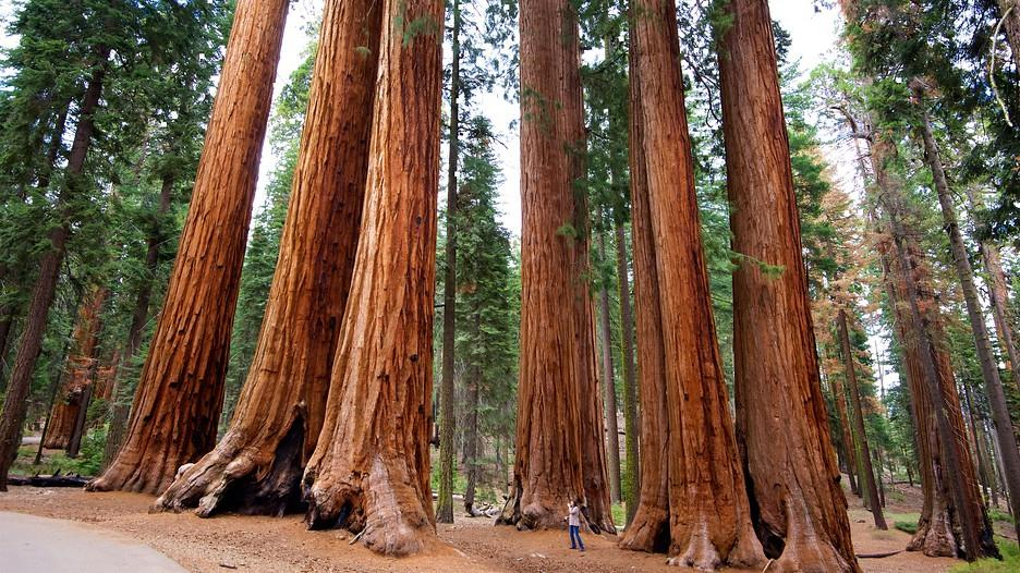 8. den 4. 10. 2017: Národní park Sequoia Návštěva Národního parku Sequoia s největšími a nejstaršími stromy planety.
