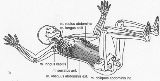 Ke vzpřimování trupu dochází od hlavy a to synkontrakcí hlubokých flexorů krku (m.longus colli, m. longus capitis, m.