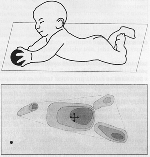 Svrchní ( nákročná) dolní končetina má v kyčli flexi, abdukci a zevní rotaci; koleno rovněž v semiflexi; dorzální flexe a supinace nohy.