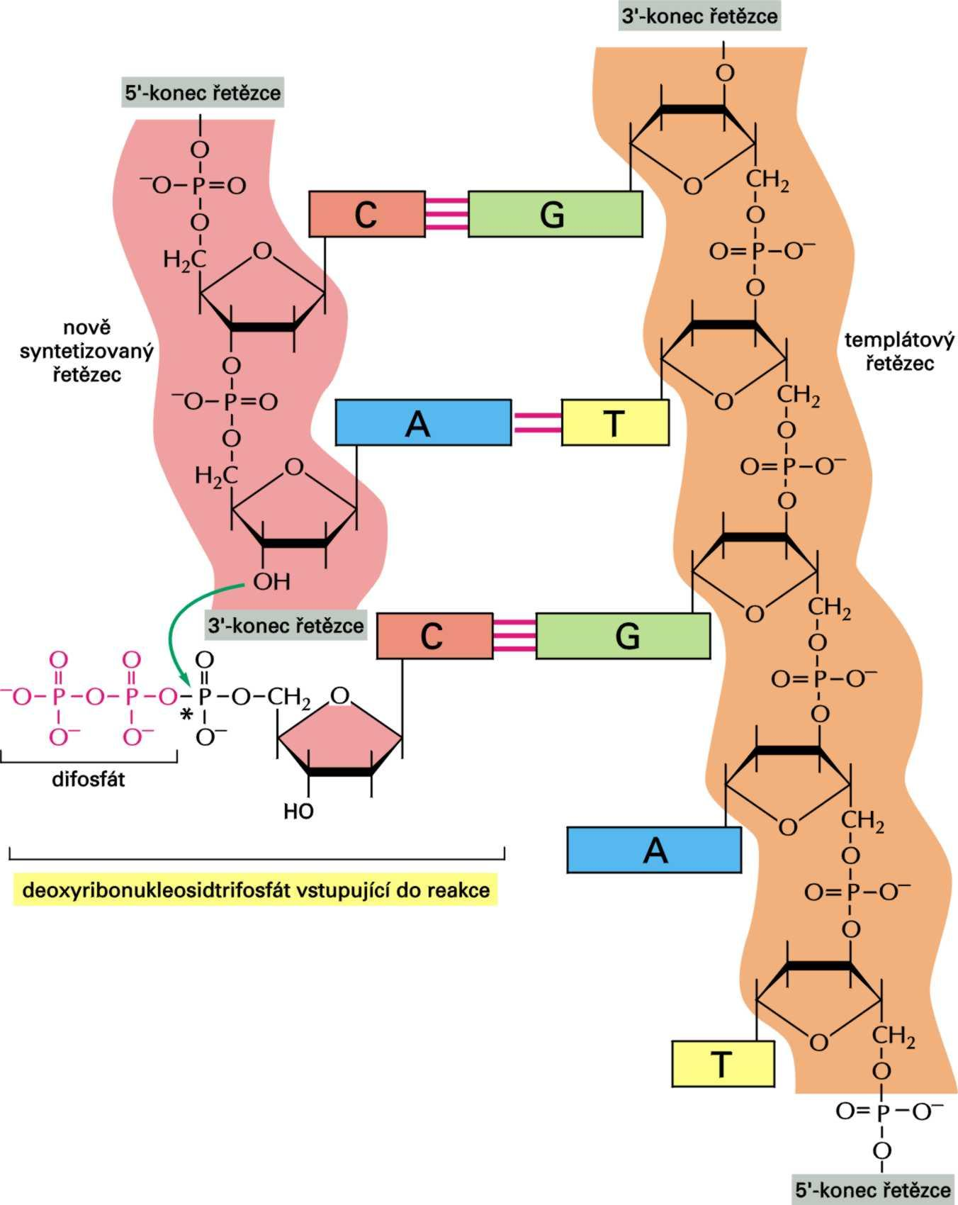 Replikace (syntéza) DNA -