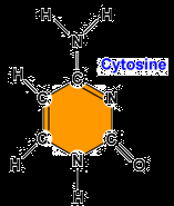 adenin (A) (6-aminopurin) - quanin (G)