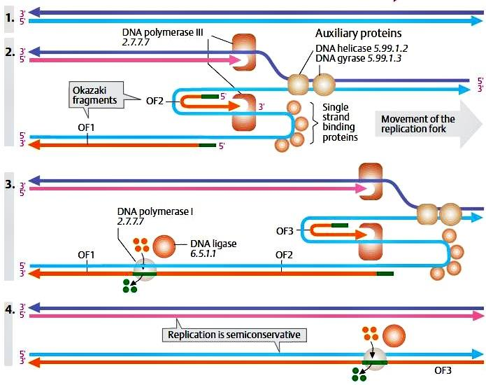 Průběh replikace DNA polymerasa III nebo d DNA helikasa DNA polymerasa III nebo a(primasa) kazakiho fragmenty DNA gyrasa/