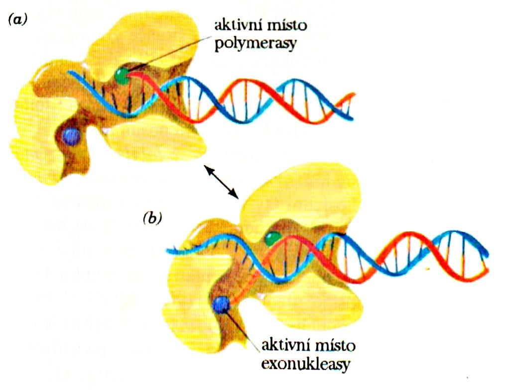 DNApolymerasy DNA polymerasa I Rozdílné
