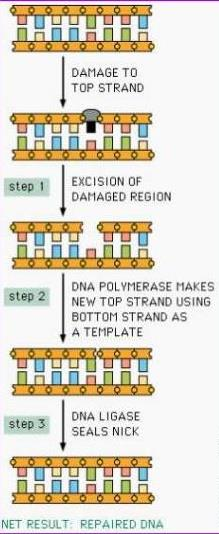 becný princip oprav DNA 1. Rozeznání a odstranění chybného místa 2. Vyplnění mezery 3.