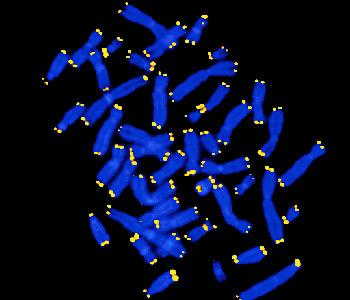 Telomery chromosomální DNA eukaryot má na svých koncích speciální sekvence, telomery telomery neobsahují geny, ale jsou tvořeny krátkými sekvencemi, které se mnohonásobně