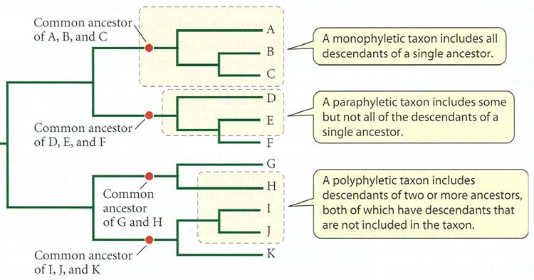 Typy skupin polyfyletická parafyletická monofyletická = klad (clade) sesterská skupina bazální klad evoluční taxonomie: ptáci, savci výrazná anagenetická