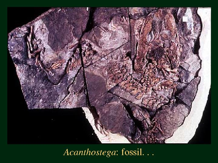 ) Paleontologie = deformované