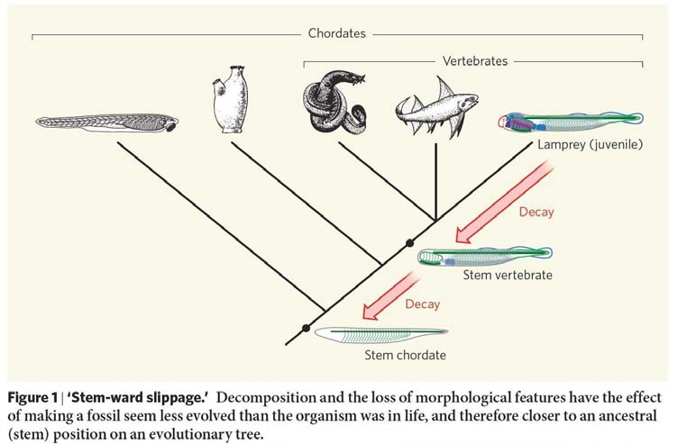 Nenáhodný rozklad synapomorfií vs. sympleziomorfií! Briggs Nature 2010 Shrnutí: proč je každá klasifikace vždy jen pokusem? definice znaku vs. formy znaku vážení znaku (např. velikost orgánu vs.