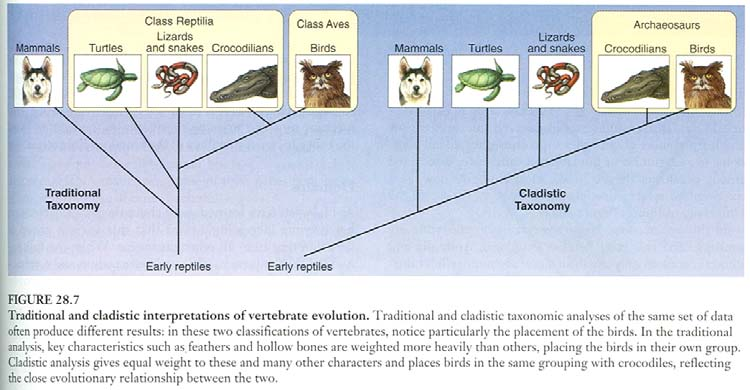 Shrnutí: klasifikace fenetická vs. fylogenetická A. numerická taxonomie (= fenetika, numerická fenetika) B. evoluční taxonomie C. fylogenetická systematika (= kladistika) Dawkins R.