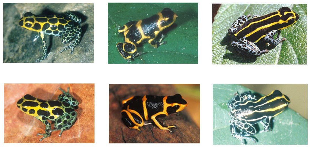 (Ne)podobnost (ne)příbuznost: divergence vs. konvergence Figure 1: all of the frogs across the top are believed to be members of the species Dendrobates imitator.