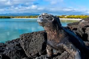 GALAPÁGÁCH 2018 RAY DIVING