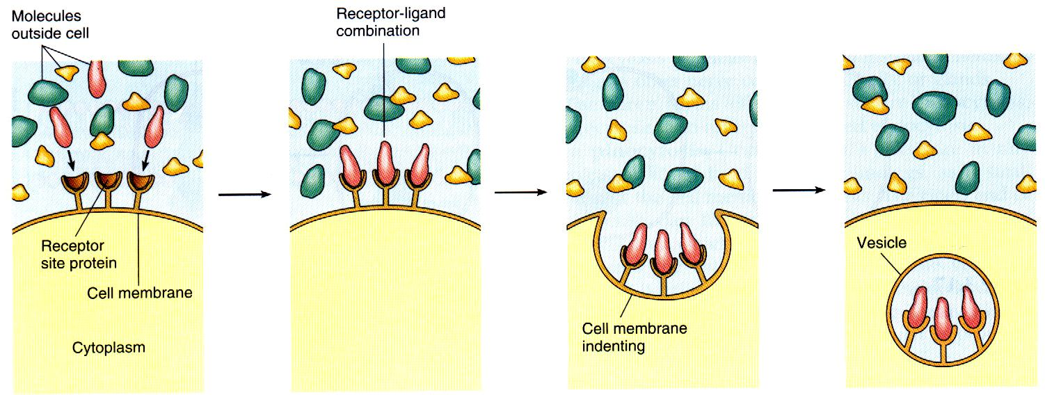 Receptorová endocytóza Receptorovou endocytózou jsou transportovány proteiny, růstové faktory, protilátky, cholesterol, lipoproteiny, ale i viry.