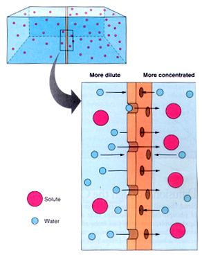 PRAVIDLA specifická pro PROSTOU DIFŮZI Rychlost difůze závisí na rozpustnosti molekul v membránových lipidech je přímo úměrná ploše membrány je nepřímo úměrná tloušťce membrány rozpustné