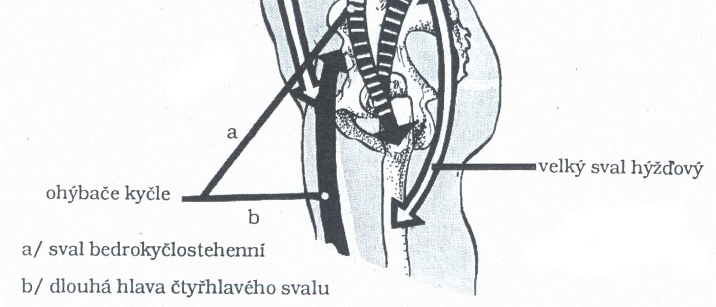 V případě, že nejsou vytvořeny správné stereotypy, zapojuje se do činnosti příliš mnoho svalů v nesprávném pořadí a s nerovnoměrnou intenzitou, a pohyb se tak stává neekonomickým.