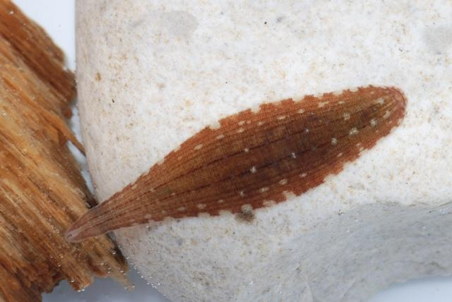 chobotnatka plochá (Glossiphonia complanata) Dravý živočich, dlouhý až 25 mm, žijící v stojatých vodách pod kameny, kde loví měkkýše a červy. Obr.