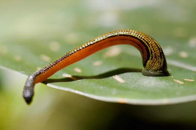 pijavka cejlonská (Haemadipsa ceylonica) Suchozemská pijavka, která se živí krví