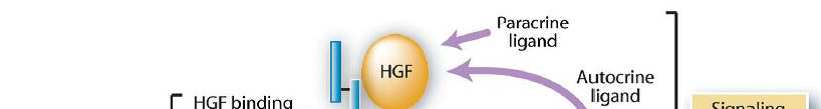 c-met - Hepatocyte growth factor receptor (HGFR); 7q31 - amplifikace c-met rezistence na