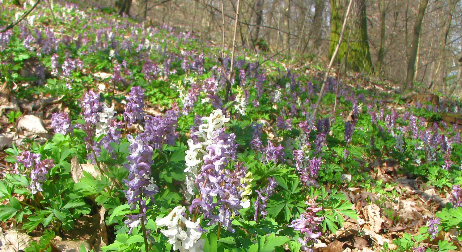 Bohaté porosty převaţující dymnivky duté (Corydalis cava) nás upoutají mozaikou bíle, fialově či modrofialově kvetoucích