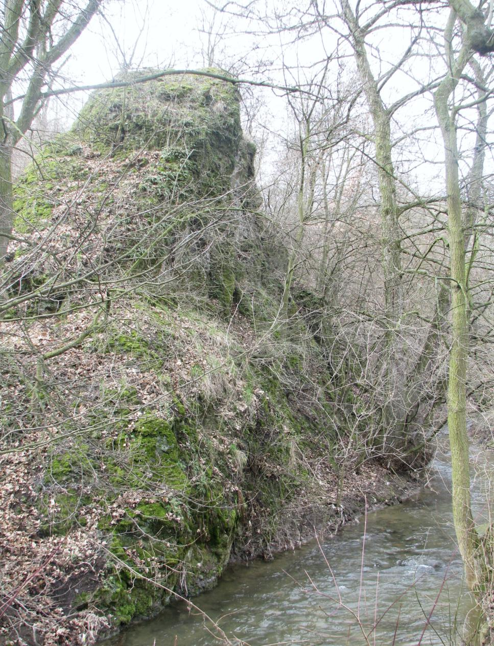 Osladič obecný Kapraď samec