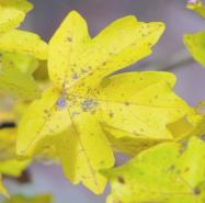 japonských (Sophora japonica).