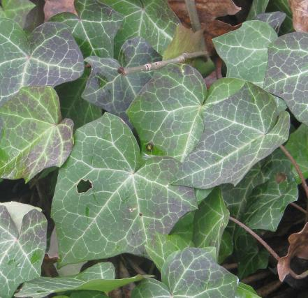 břečťanu popínavého (Hedera helix).