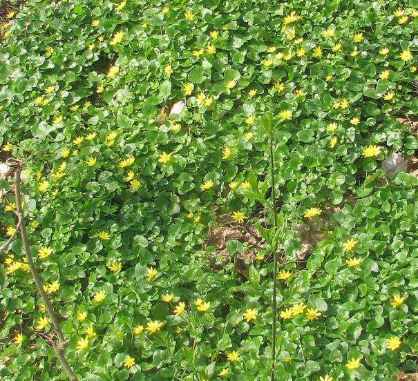 dymnivky plné (Corydalis solida) zasahuje hluboko i dále