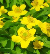 sasanky pryskyřníkovité (Anemone ranunculoides) a orseje