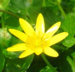 objevíme nějakou sasanku hajní (Anemone nemorosa).