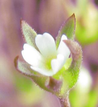 Roste zde plevel okoličnatý (Holosteum umbellatum), ptačinec prostřední