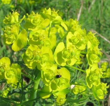 Během druhé dubnové dekády jde o drobné jarní efeméry: pochybek prodlouţený (Androsace elongata), lomikámen trojprstý (Saxifraga tridyctylites) nebo rozrazil časný (Veronica praecox).