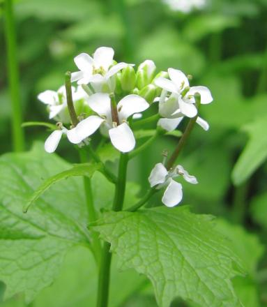 ilyrský (Ranunculus illyricus).