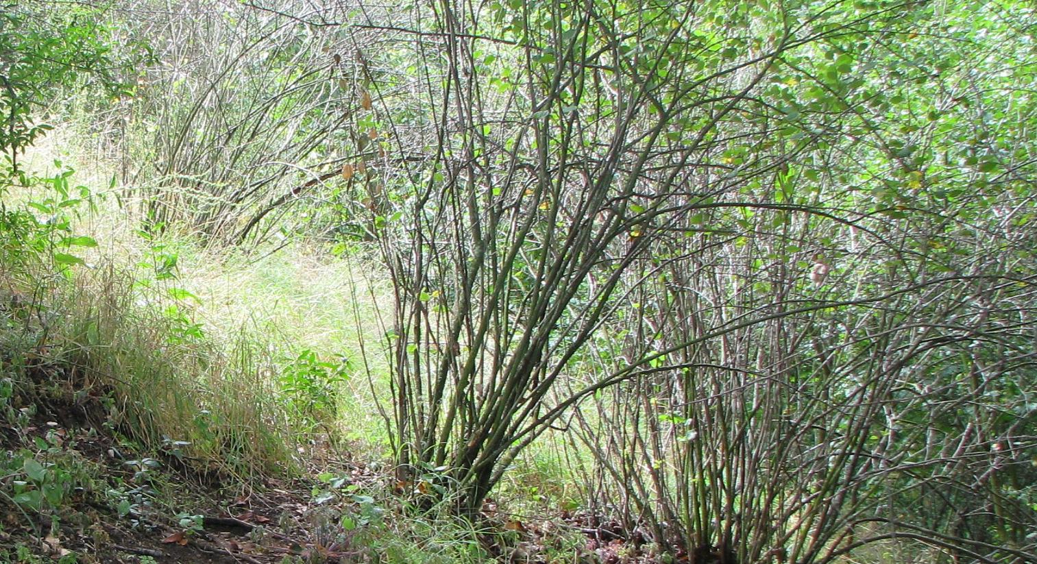 skalník obecný (Cotoneaster