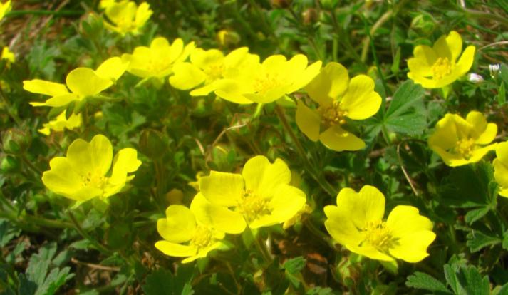 Travnaté porosty jsou charakterizovány především typicky ojíněnou kostřavou walliskou (Festuca valesiaca), ale i některými