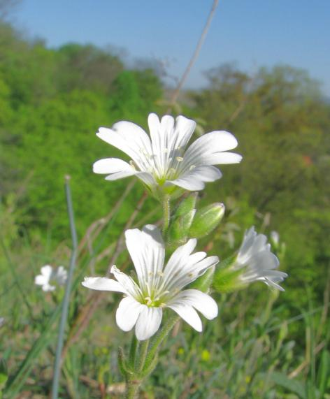 trojprstého (Saxifraga tridactylites).