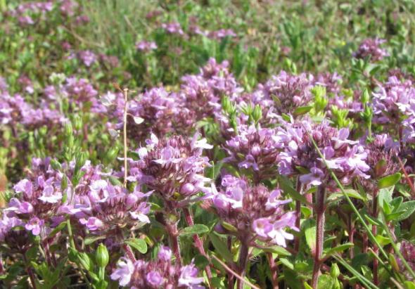 Rozkvétají bohaté porosty svízele sivého (Galium