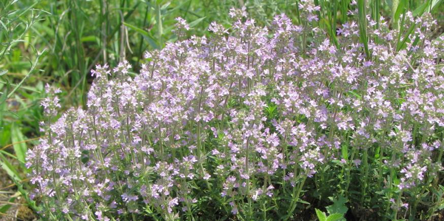 do květu přichází kostřavy (Festuca sp.).