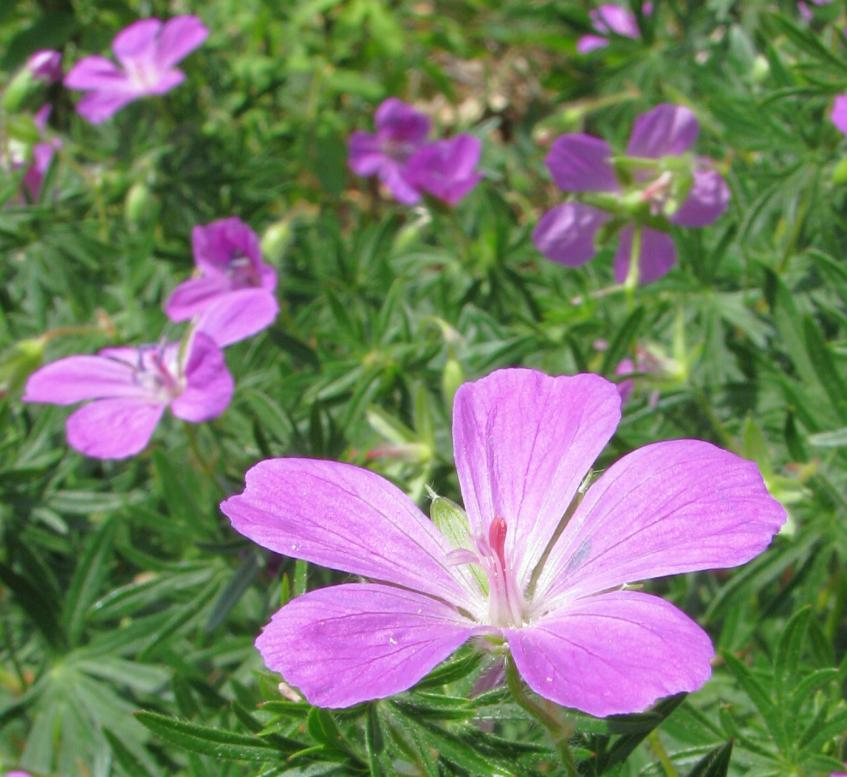 Kvetou i modřence chocholaté (Muscari comosum).