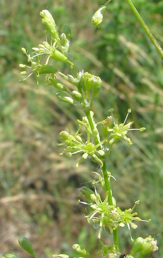 zvonku broskvolistého (Campanula persicifolia) a