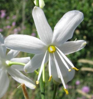ţlutého (Allium flavum).