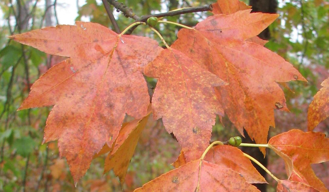 (Sorbus torminalis).