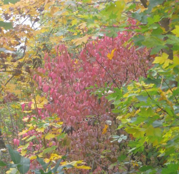 Za zvláště působivé lze označit vycházky pěšinou na podzim během postupného zbarvování se olistění dřevin s končícím vegetačním obdobím.